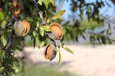 فواید بادام زمینی برای مردان