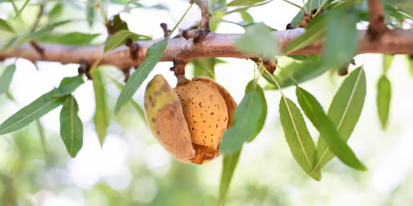 فواید بادام زمینی برای مردان